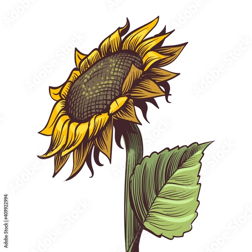 Hand drawn sunflower. Yellow wildflower in sketch style, sunny blossom with black seeds leaves and petals colored engraving illustration, botanical floral close up vector isolated object