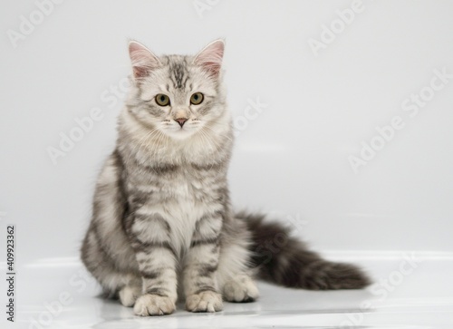Siberian cat on white backgrounds © Pavla