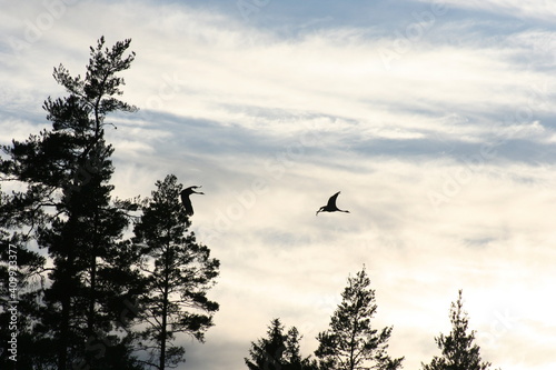 birds fyling
