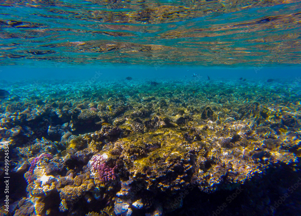 
incredibly beautiful combinations of colors and shapes of living coral reef and fish in the Red Sea in Egypt, Sharm El Sheikh
