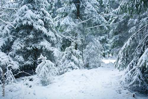 Winter landscape with snow covered fir tree .