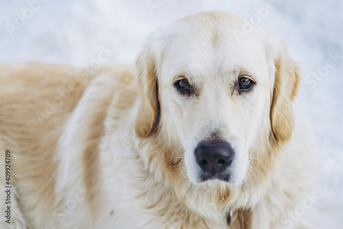 Portrait d'un adorable chien golden retriever © PicsArt