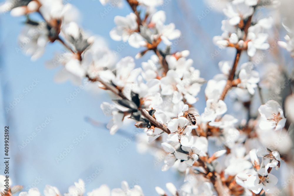 spring flowering: white apple blossoms. the concept of International Women's Day, March 8 spring flowering: white apple blossoms. the concept of International Women's Day, March 8