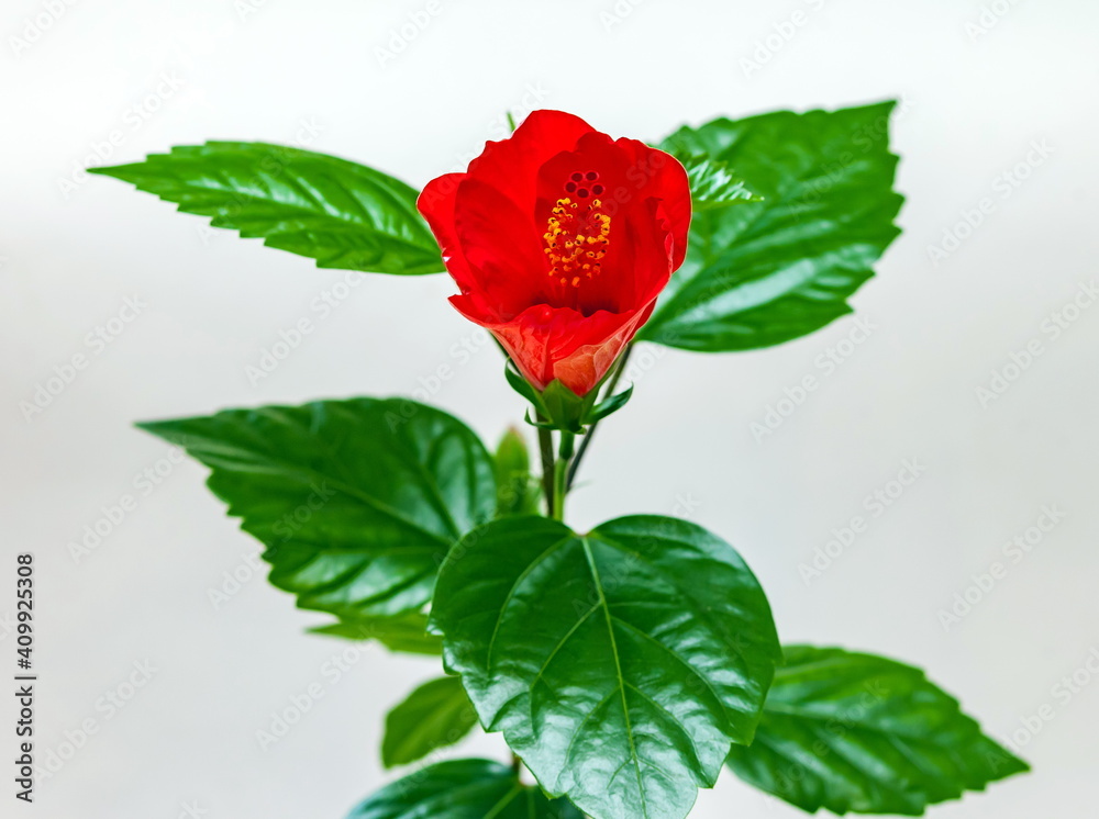 Hibiscus flower closeup on a white background. Focus on the stamens Hibiscus flower closeup on a white background. Focus on the stamens