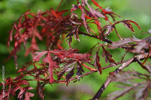 red and yellow flowers