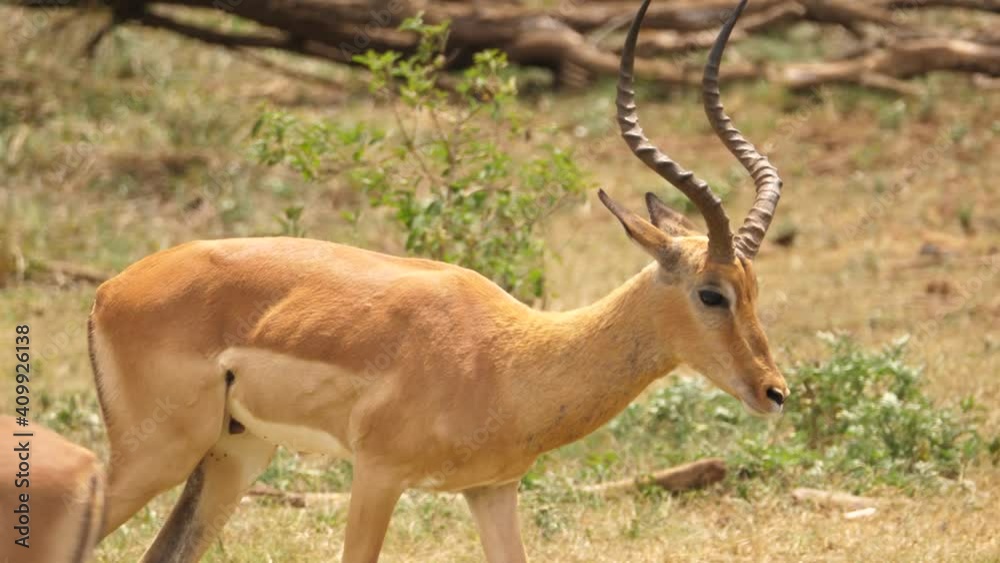 Pan right with male spiral horn Impala as it walks on African savanna Pan right with male spiral horn Impala as it walks on African savanna