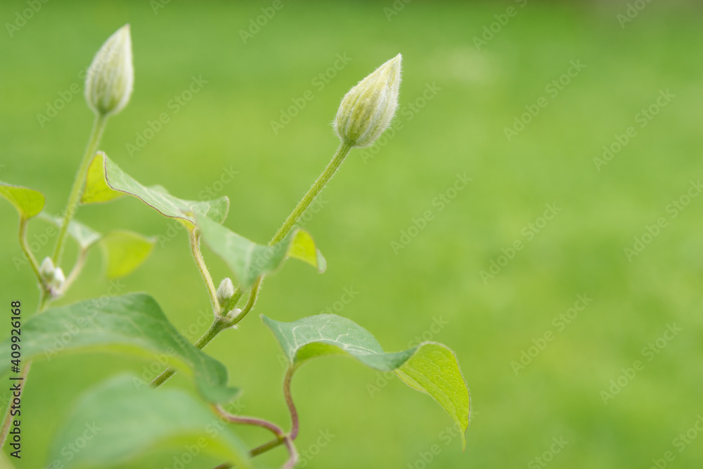 Buds and sprouts of clematis plants on a green background. Sunny spring day Buds and sprouts of clematis plants on a green background. Sunny spring day