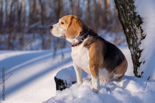 cute beagle dog on a walk in a winter snow-covered forest on a sunny day