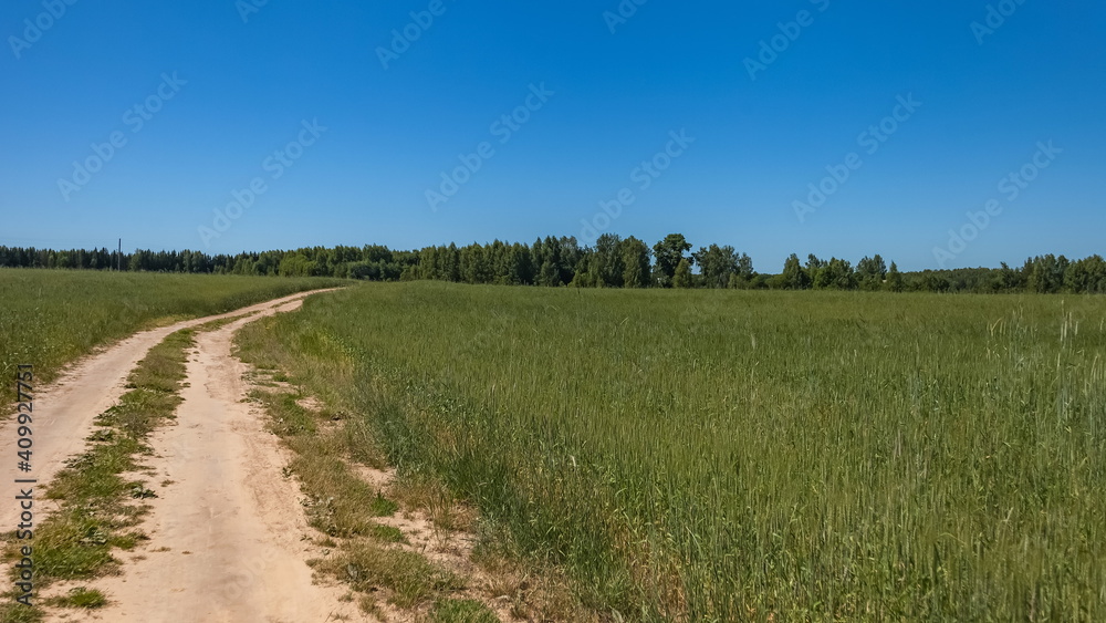 Road through a field with cereal crops on the background of the forest and the blue sky in summer Road through a field with cereal crops on the background of the forest and the blue sky in summer