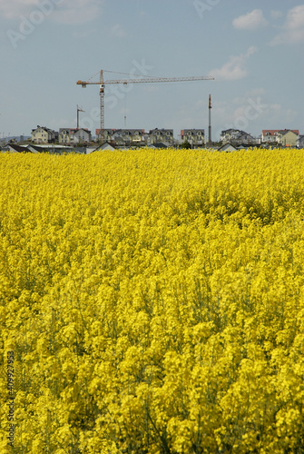 Rapsfeld am Rand von Frankfurt-Heddernheim photo