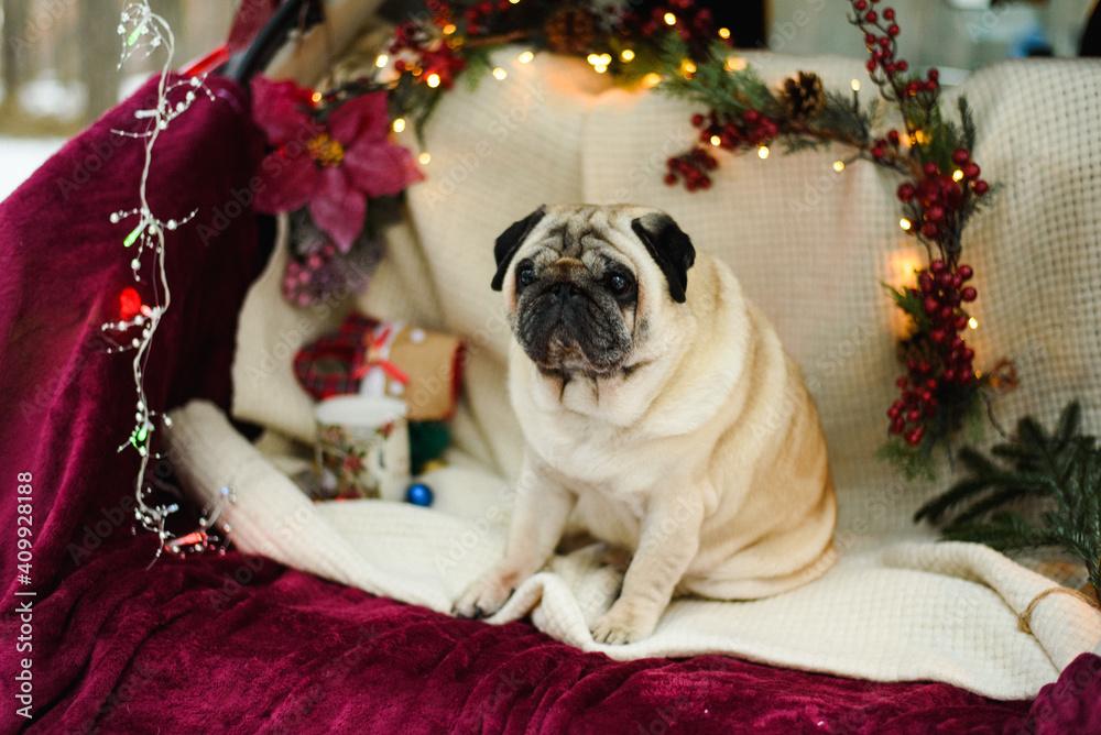 pug dog dressed as a christmas