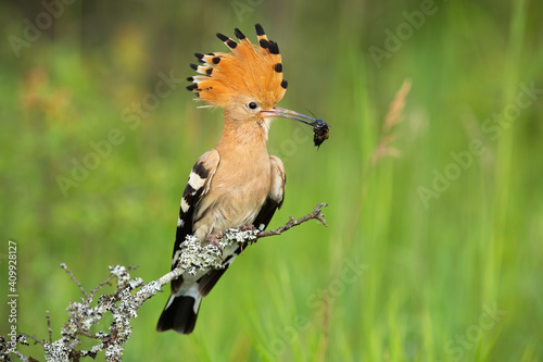 Eurasian hoopoe, upupa epops, looking on bush in springtime nature. Animal with orange and black crest holding bug in beak with green background. Bird sitting on a branch.