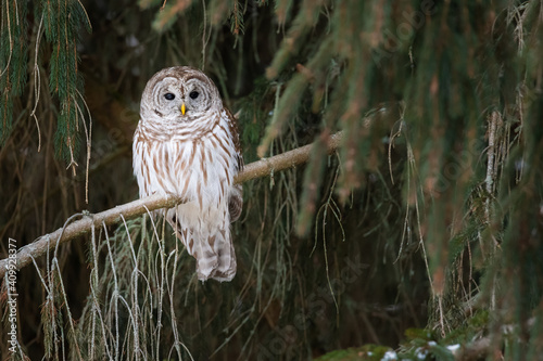 A barred owl perches in a pine tree, searching for a meal, at Lynde Shores Conservation Area in Whitby, Ontario. photo