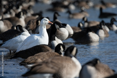 Two snow geese hang out with a flock of Canada geese at Lynde Shores Conservation Area in Whitby, Ontario. © Beth Baisch