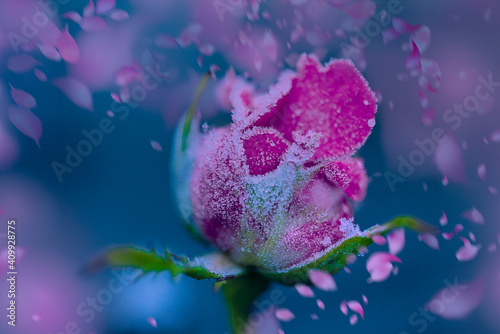 Frozen rose