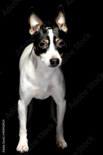 Dog isolated on black dark dramatic background looking at you frontal, isolated