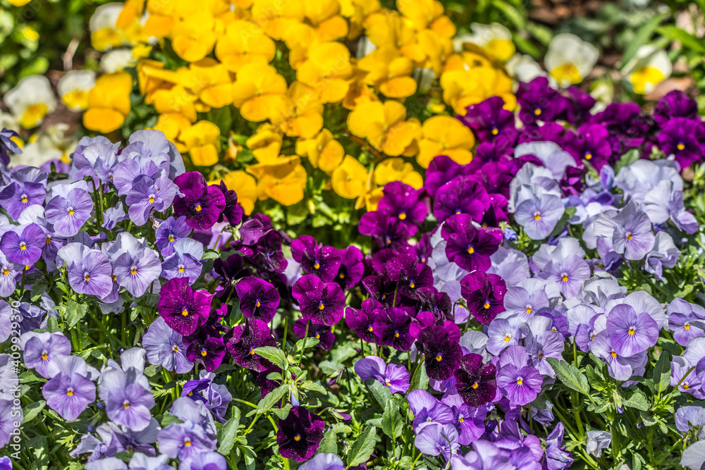 Pansies purples and yellow together