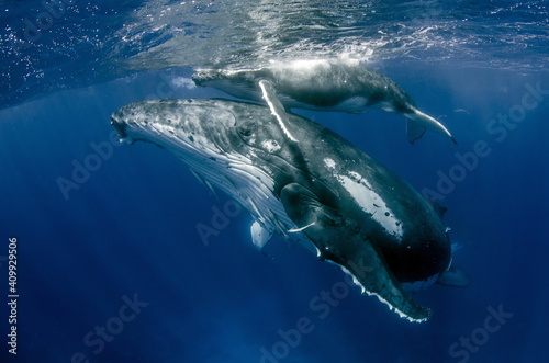 Humpback Whale Mother with Calf on Tonga © Tomas