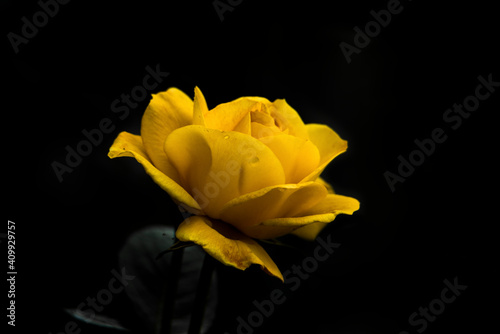 Yellow rose.