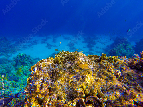 
incredibly beautiful combinations of colors and shapes of living coral reef and fish in the Red Sea in Egypt, Sharm El Sheikh