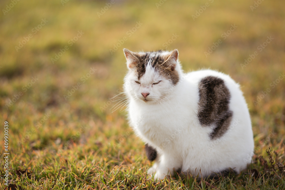 Lovely white spotted tabby cat sitting on the green grass in spring garden.