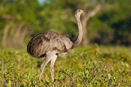 Greater rhea walking through savanna from side view in Pantanal, Brazil. Wild bird with long legs and neck standing in green leaves. Ostrich from low angle.