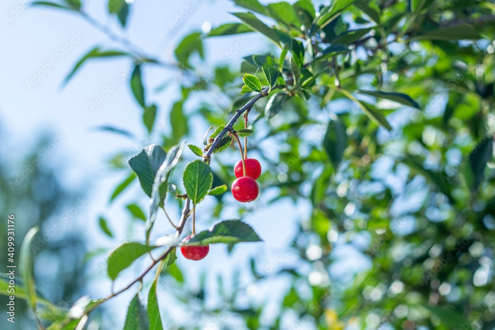 Red ripe cherries hanging from bush branch. Homegrown, gardening, agriculture and gmo free consept. Natural vegetable organic food production.