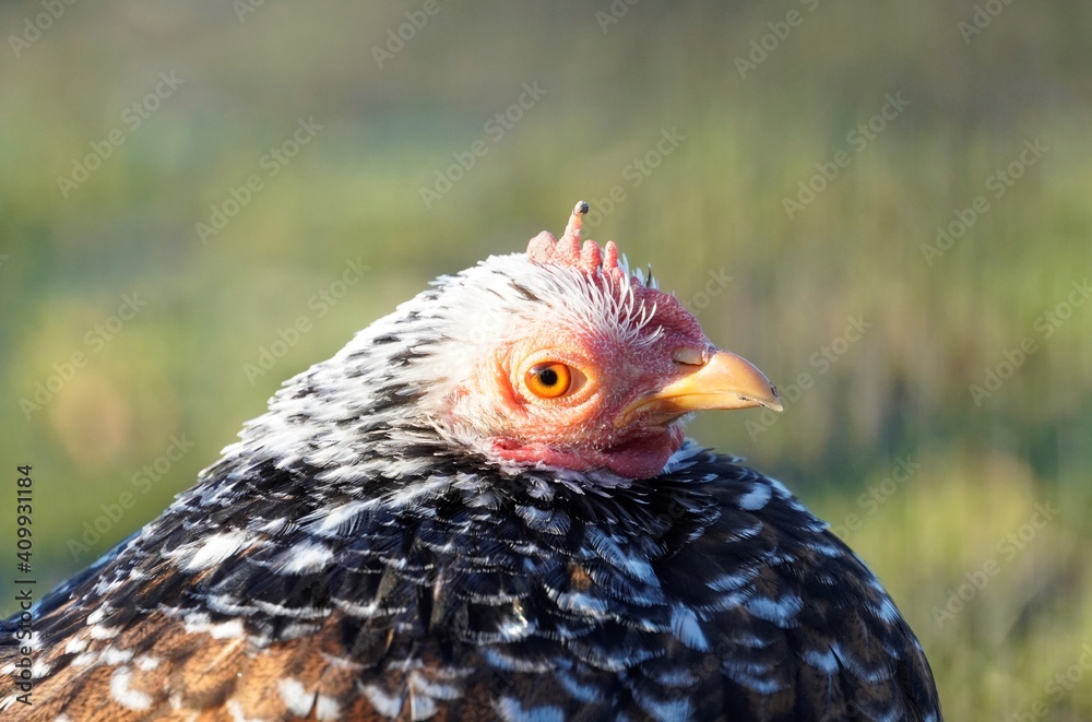 Seitliche Nahaufnahme eines Huhns mit grünem Hintergrund.