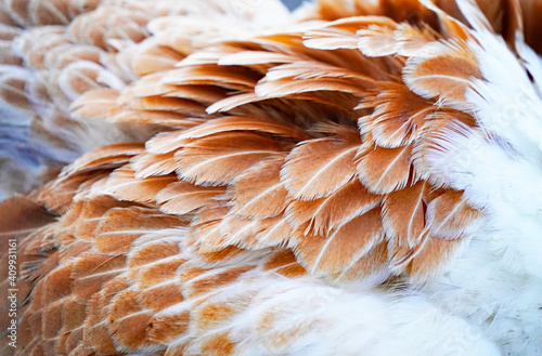 Nahaufnahme vom Gefieder eines Huhns. Braun weiße Federn. © Elly Miller