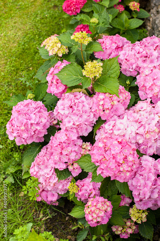small hydrangea bush with pink flowers in summer small hydrangea bush with pink flowers in summer