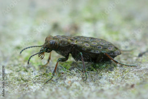 Selective focus shot of Elaphrus riparius beetle photo