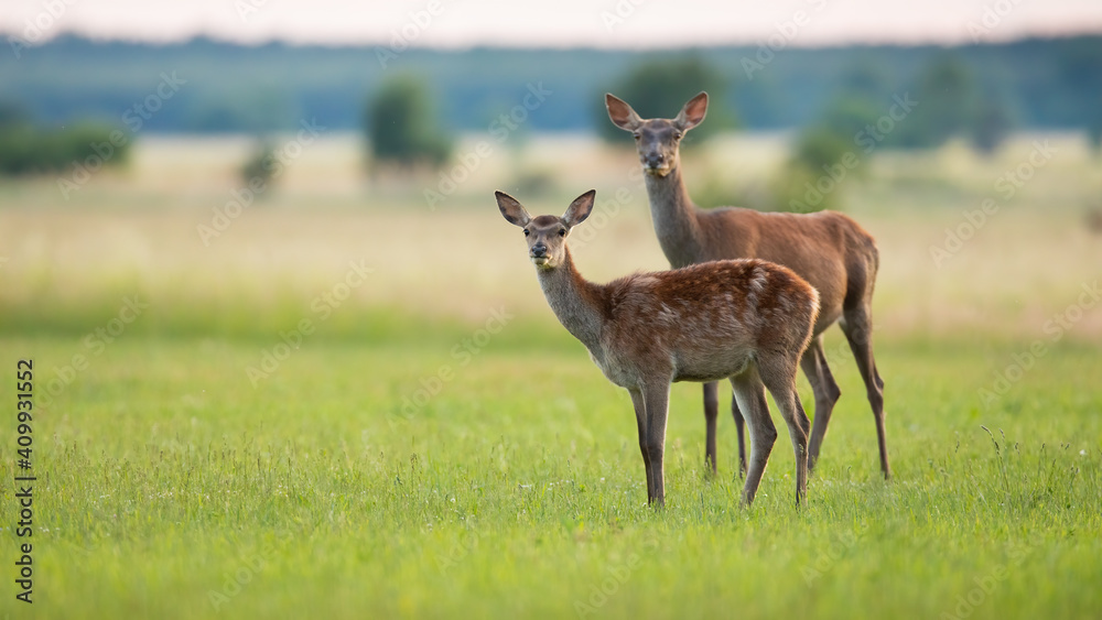 Two red deer, cervus elaphus, looking on grass in spring nature with copy space. Pair of mammals standing on green glade. Adult and young animal watching on meadow.