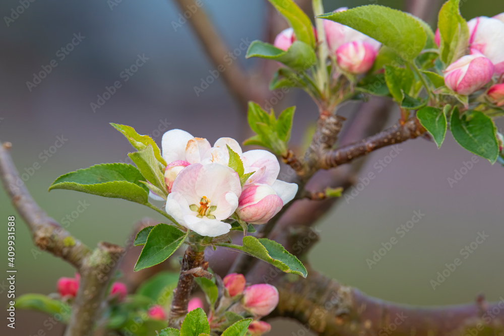 Obraz premium blooming apple tree
