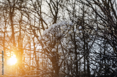 Dry inflorescences of Heracleum with snow in the forest in winter