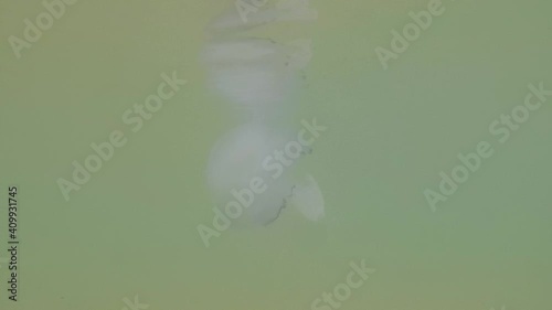 Jellyfish floating in the Black sea
