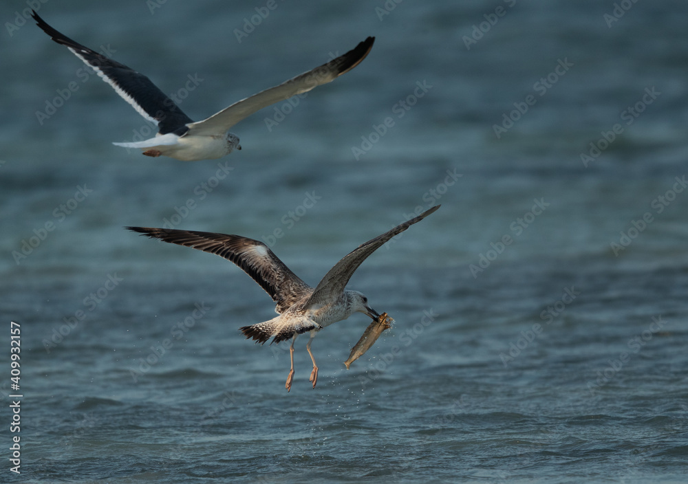 Lesser Black-backed Gull chasing other for a fish at Busaiteen coast, Bahrain Lesser Black-backed Gull chasing other for a fish at Busaiteen coast, Bahrain