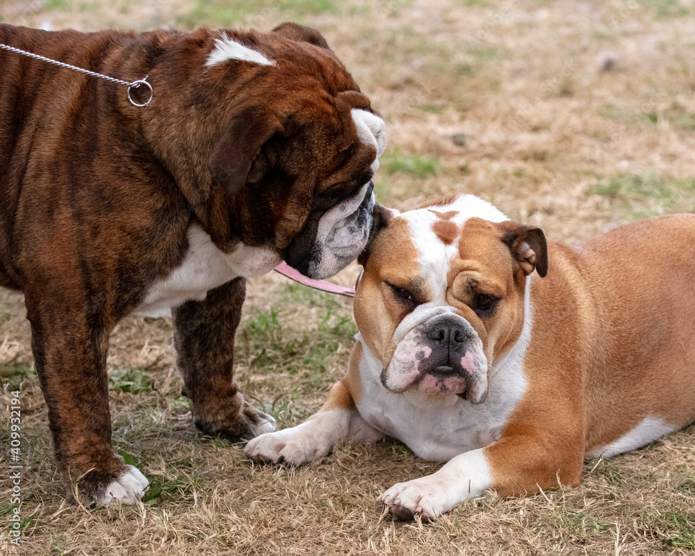 Do you want to know a secret? Two Bulldogs.