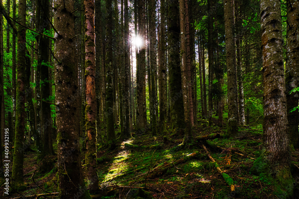 Obraz premium Mystischer Wald