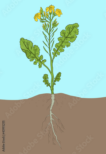 Rapeseed blossom. Oilseed agriculture. Rape plant. Brassica napus. Vector Illustration. Hand drawn color sketch.