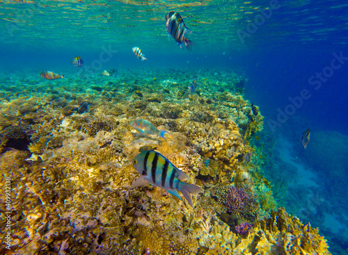  incredibly beautiful combinations of colors and shapes of living coral reef and fish in the Red Sea in Egypt, Sharm El Sheikh