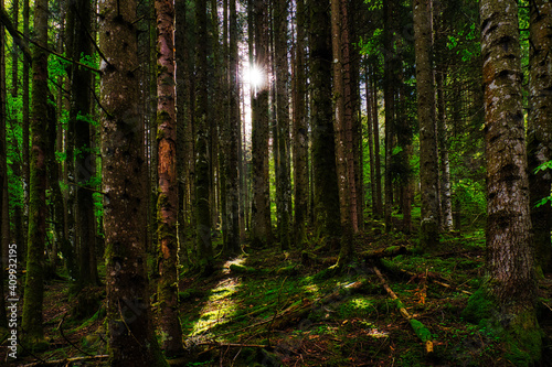 Mystischer Wald © Sebastian