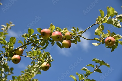 Pommes sur l'arbre en été