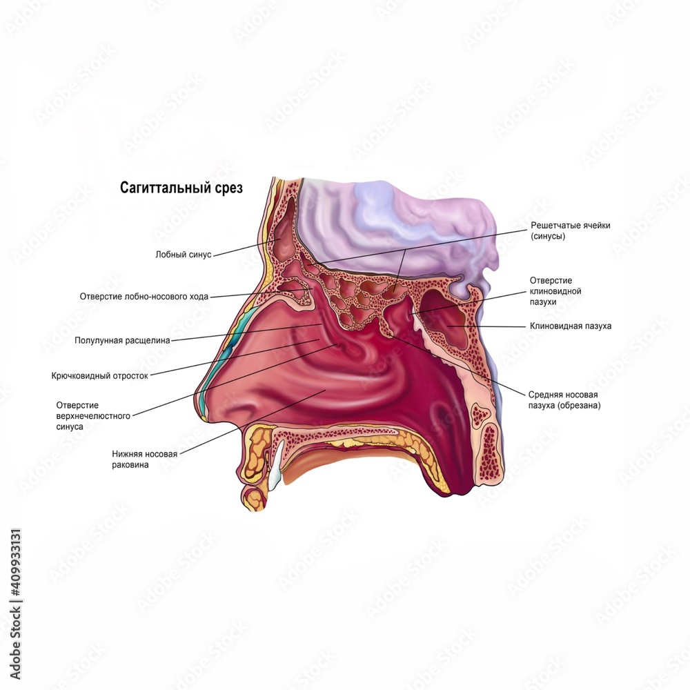 Anatomical poster sagittal view of the paranasal sinuses, side view