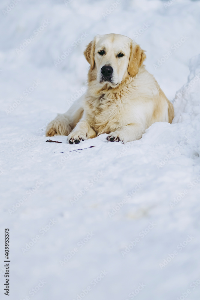 Jeune chien de race golden retriever couché et jouant dans la neige