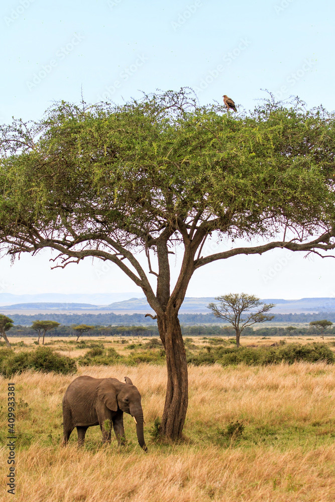 Elephant standing under a tree with an tawny eagle in top in the Masai Mara National Park in Kenya