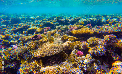 Fototapeta Naklejka Na Ścianę i Meble -  
incredibly beautiful combinations of colors and shapes of living coral reef and fish in the Red Sea in Egypt, Sharm El Sheikh