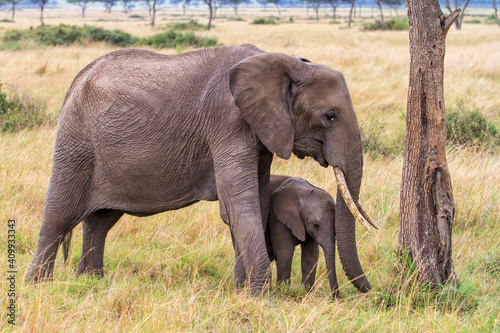 Elephant mother and her baby on the plains of the Masai Mara National Park in Kenya