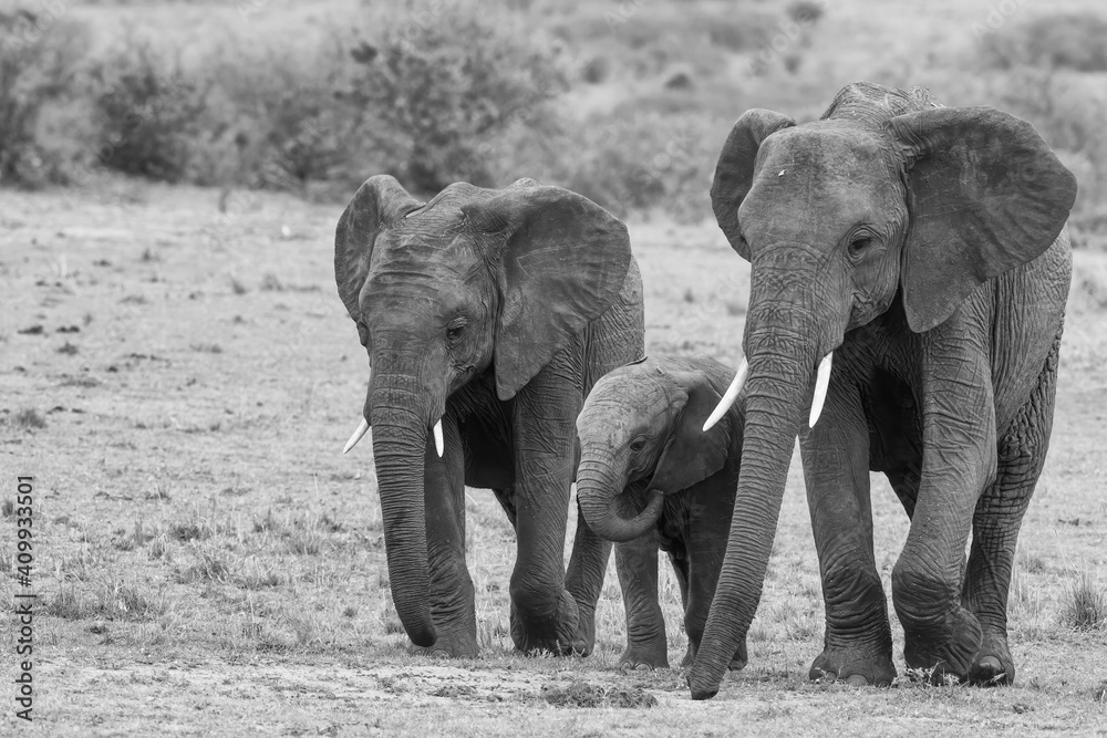 Elephant herd walking on the plains of the Masai Mara National Park in Kenya