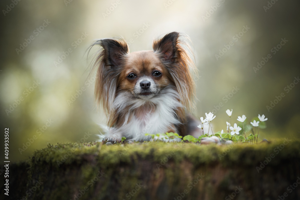 Green Dreamy Chihuahua Portrait