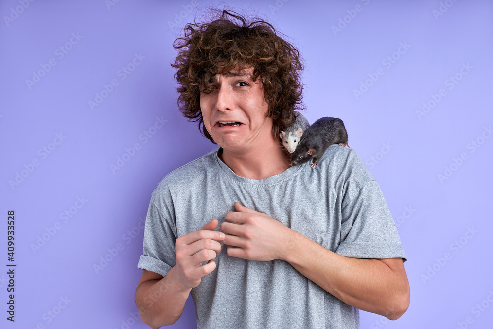 male with decorative rat on shoulders, young caucasian male makes funny face, grimace. isolated purple background male with decorative rat on shoulders, young caucasian male makes funny face, grimace. isolated purple background